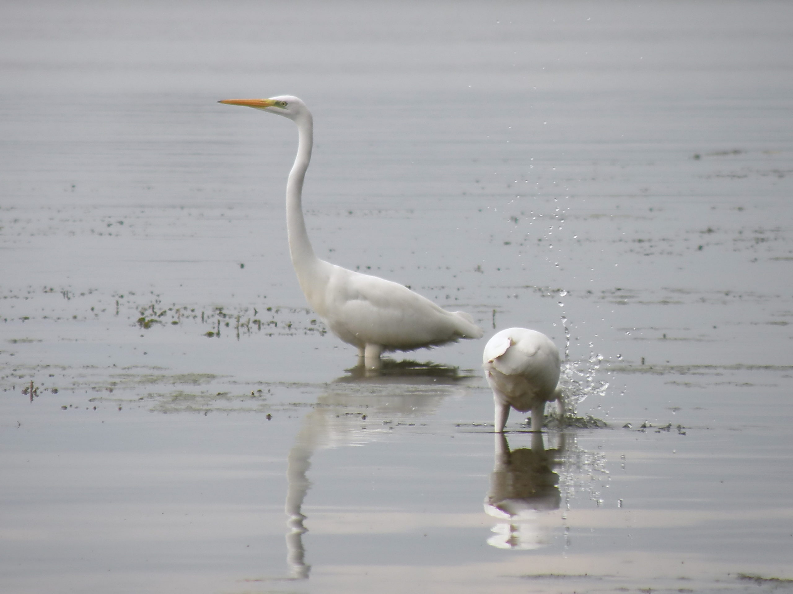 белая цапля