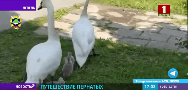 лебеди в Лепеле