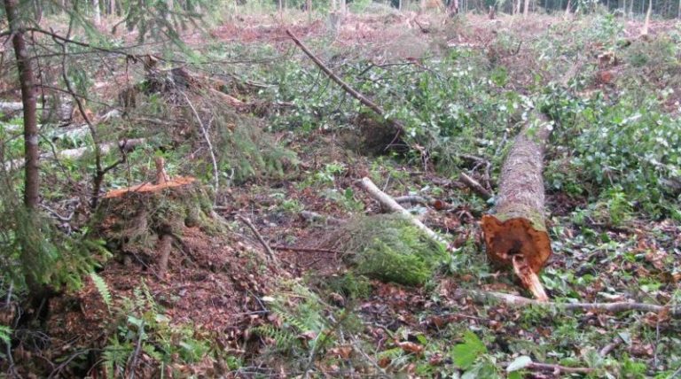 лес поваленные деревья