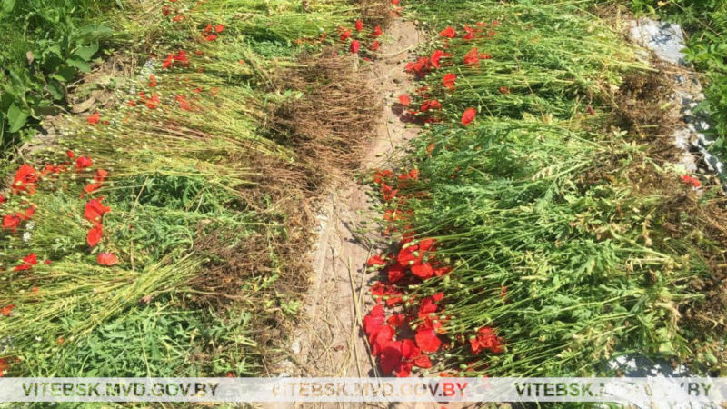 дикорастущий мак