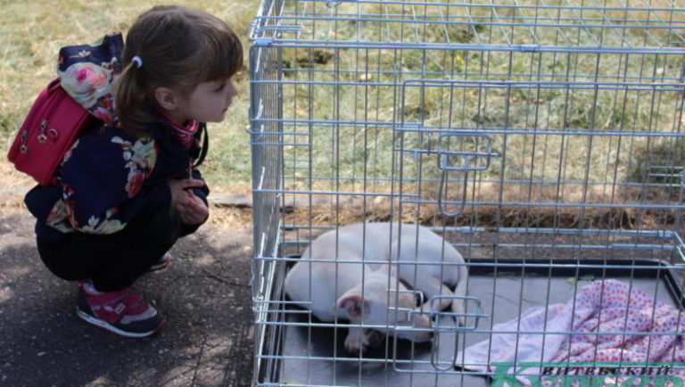 Девочка и щенок