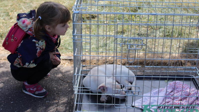 Девочка и щенок