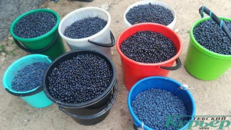 Ягод в этом году в лесу много