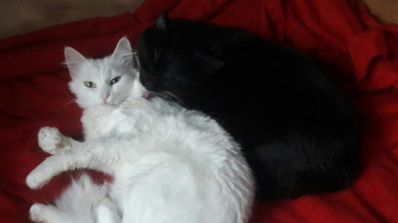 Две кошки - лучшие подружки