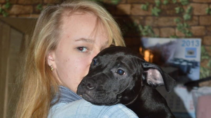 Щенок питбуля