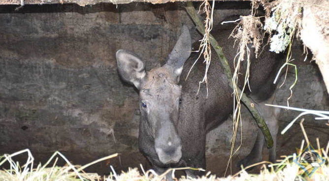 Лось в подвале Толочин