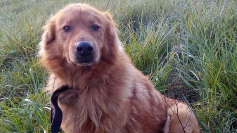 Бас раньше жил в приюте