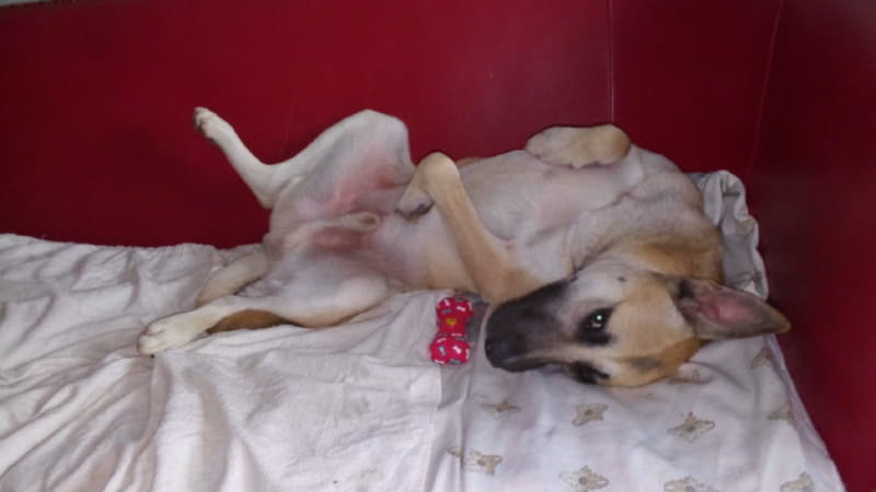 Как хорошо собаке жить дома