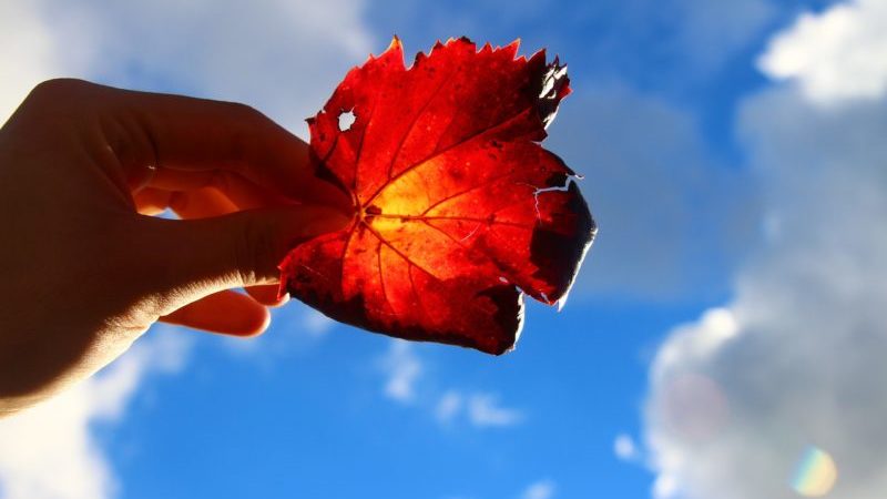 осенний лист в голубом небе