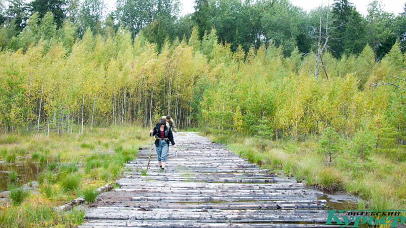 маршрут по болоту Ельня миниатюра