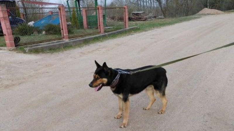 Пес из приюта