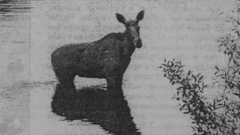 1997 год. Лось в Западной Двине в центре Витебска