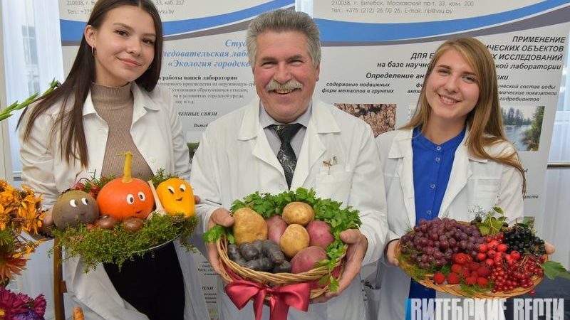 Картофель ВГУ