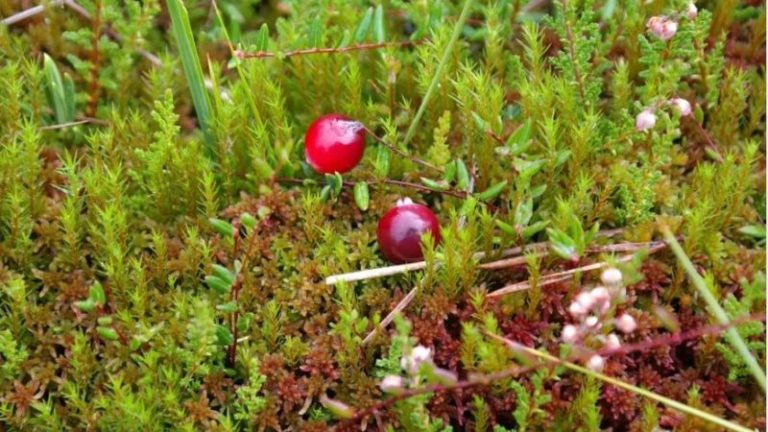 клюква на болоте