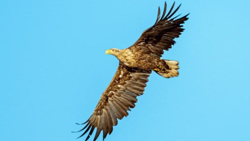 Орлан белохвост. Фотография Романа Чалея