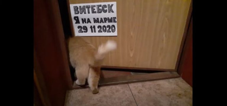 Протесты Витебск
