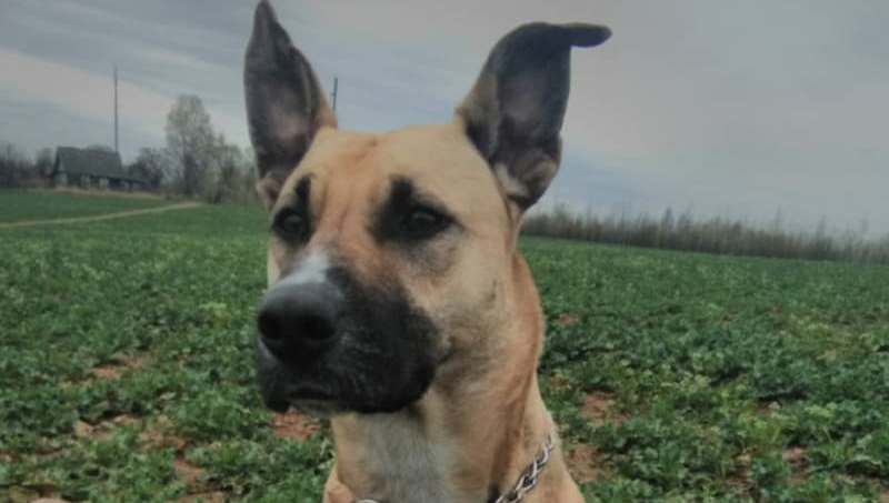 Грушу нашли навязанной возле приюта