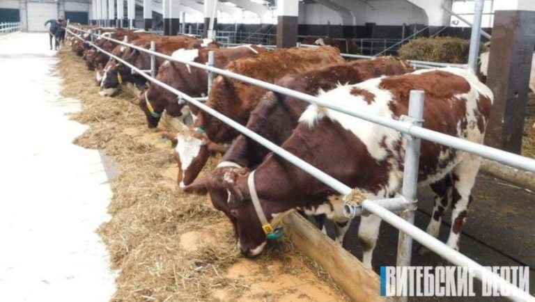 коровы датской породы