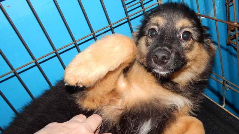 Щенок из приюта
