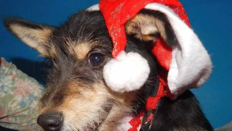 Очаровательная собака живет в приюте