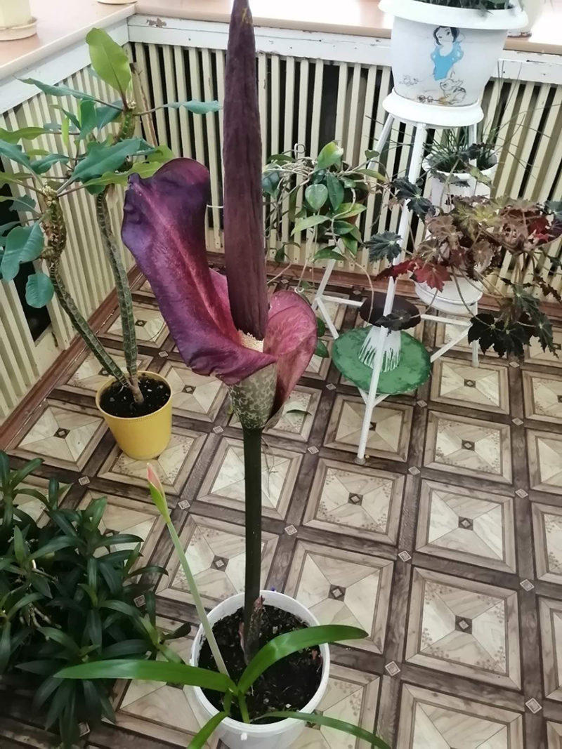 аморфофаллус коньяк цветок