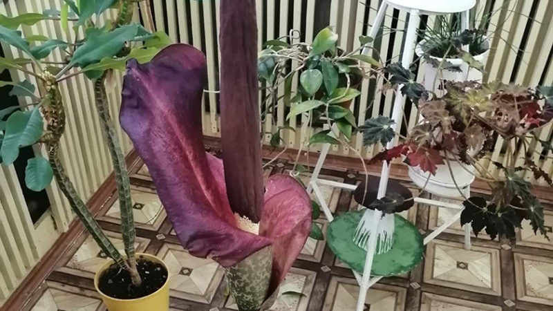 аморфофаллус коньяк цветок