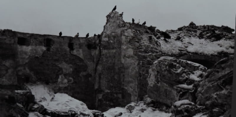 Птицы на руинах Благовещенской церкви