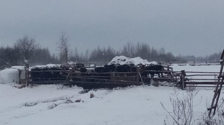 коровы на улице 1