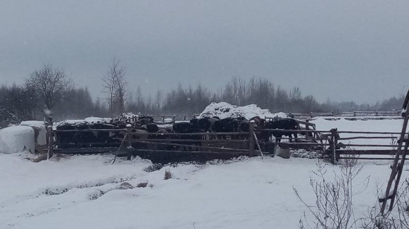 коровы на улице 1