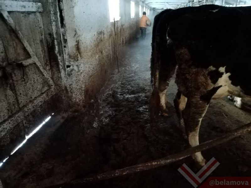 коровы в колхозе