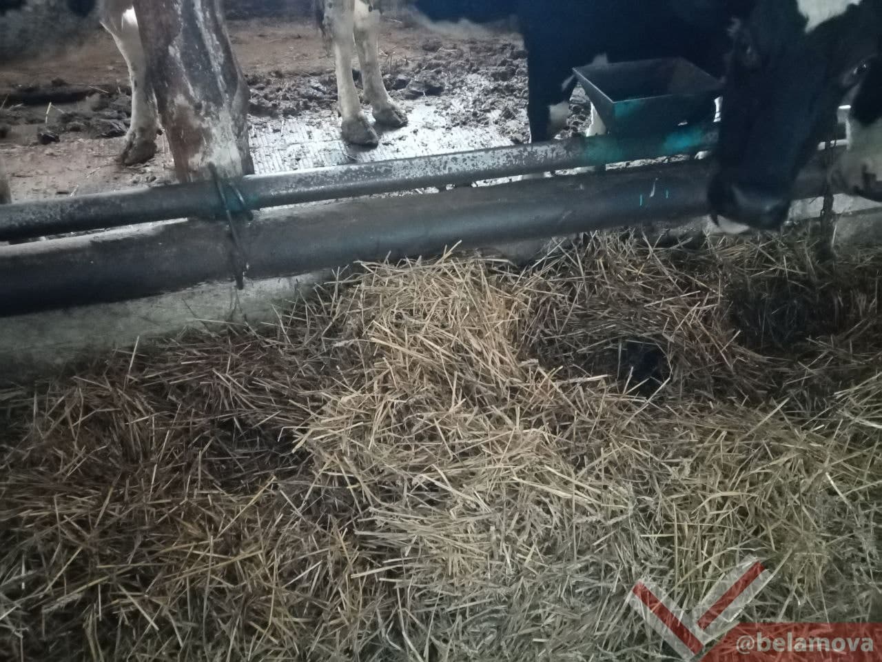 коровы в колхозе