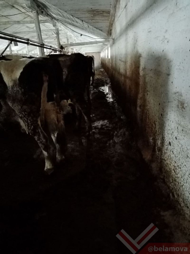 коровы в колхозе