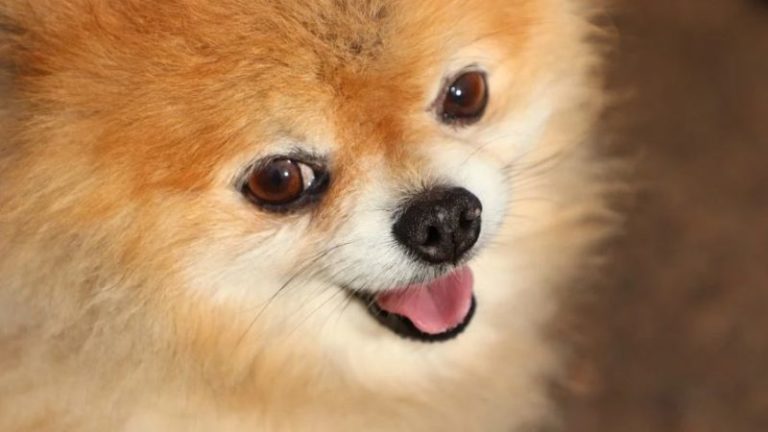 шпиц собака