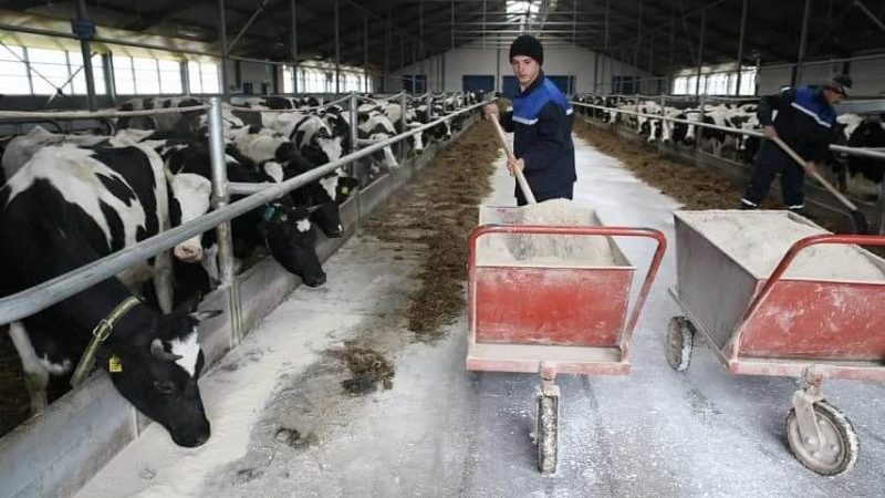 животноводство