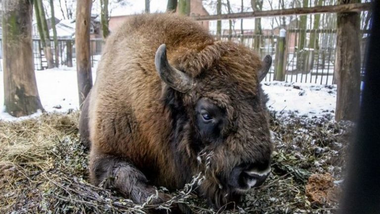 зубр в зоопарке витебска