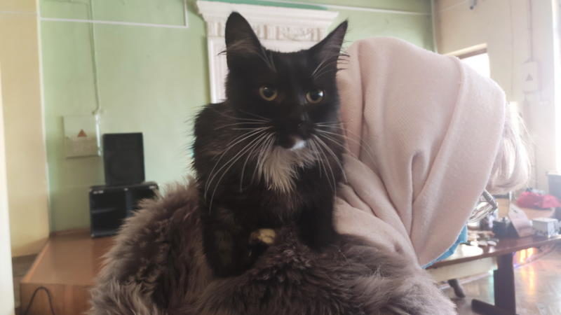 Кот из приюта на шее у новой хозяйки