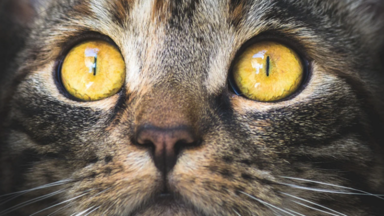 кошка глаза