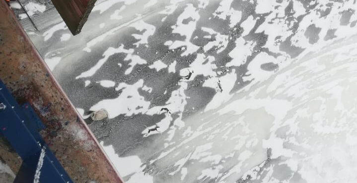 трупы лисиц