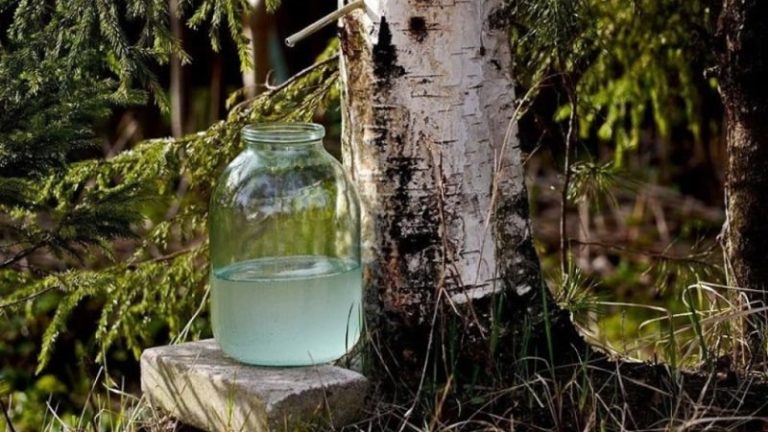 березовый сок