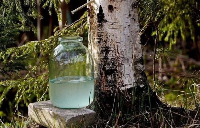 березовый сок