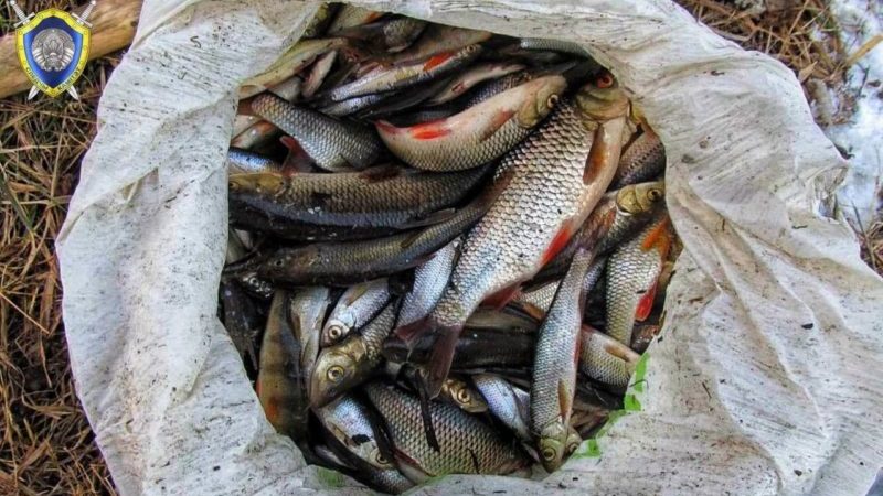 браконьеры