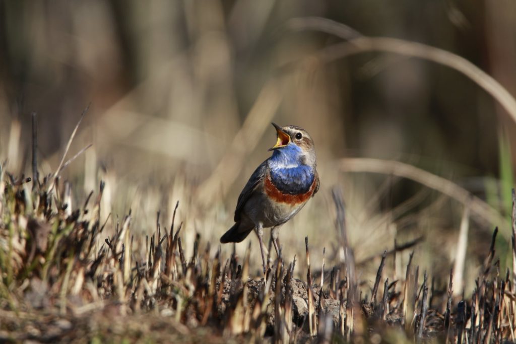 сожженная трава
