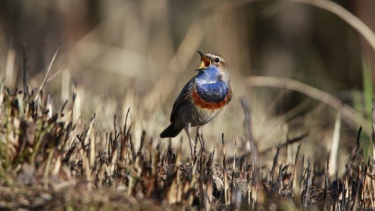 сожженная трава