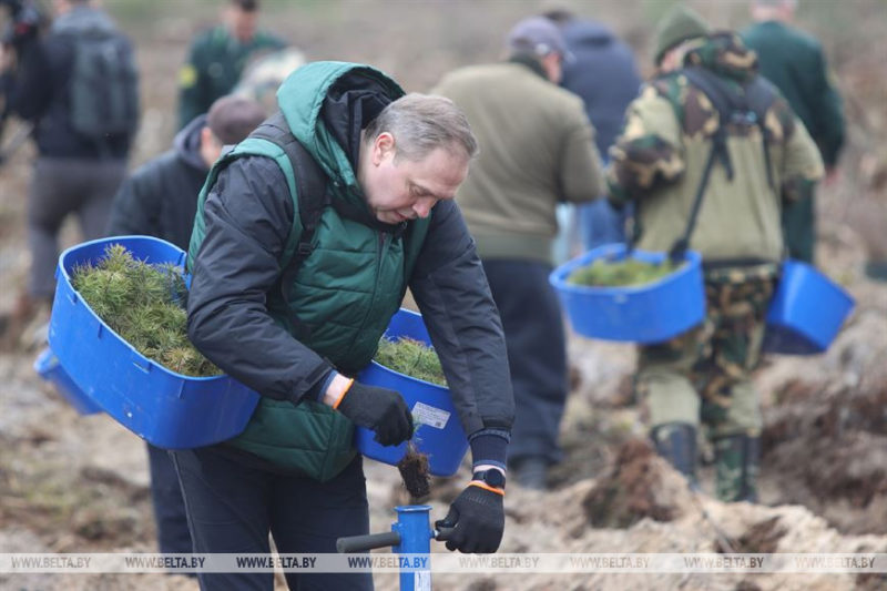 Караник сажет лес