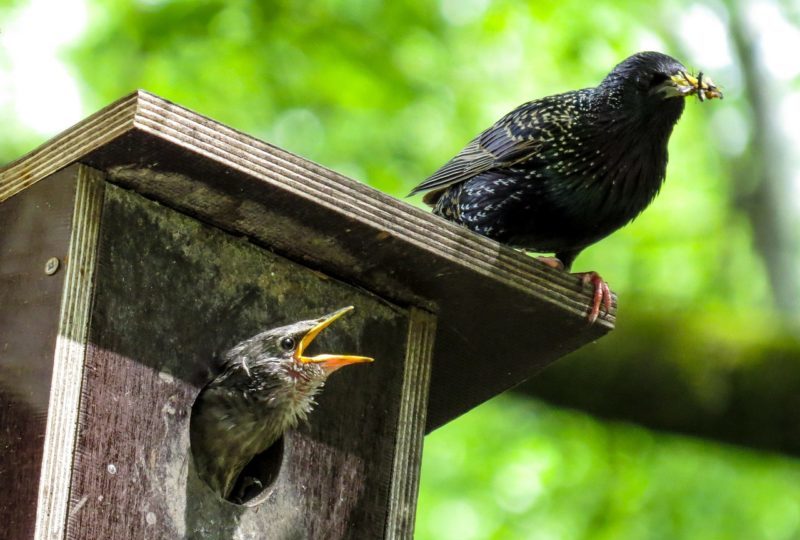 скворечник