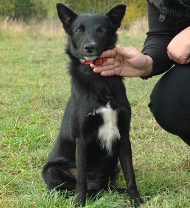 У Бучи нет одного глаза