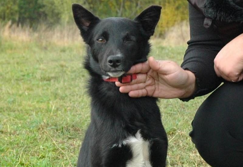 У Бучи нет одного глаза