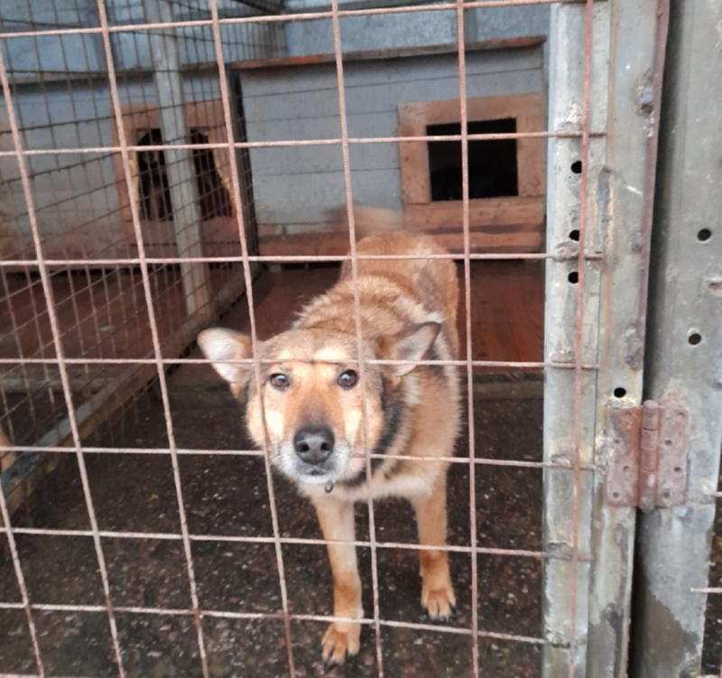 Собака в приюте 