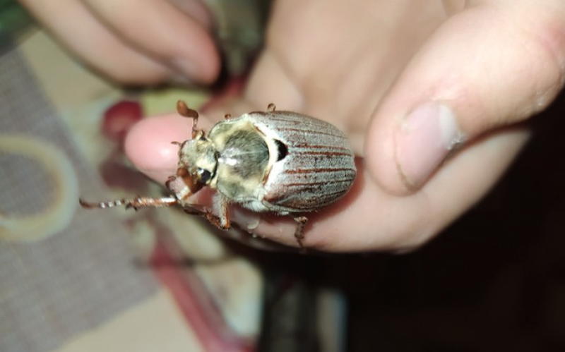 Майский жук