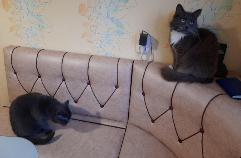 Коты Натальи 